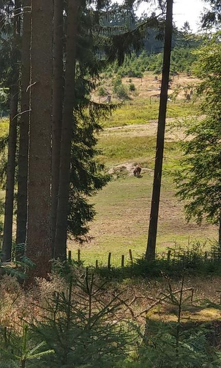 Wisent Hutte